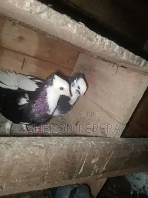 මදර් කොන්ඩ ජෝඩුව