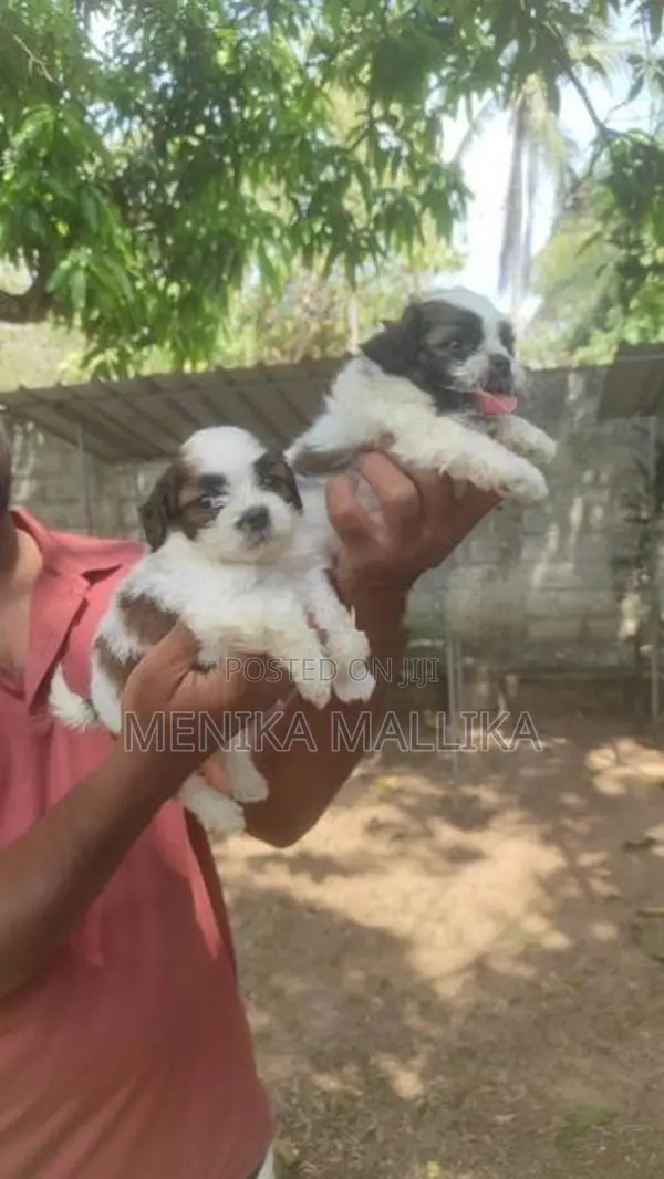 Shih Tzu Puppies