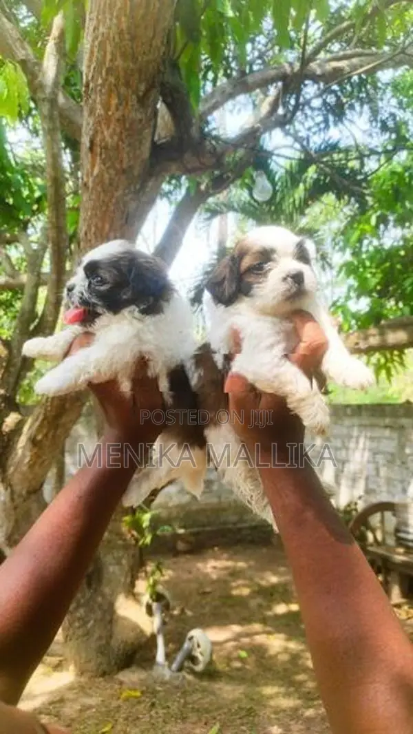Shih Tzu Puppies