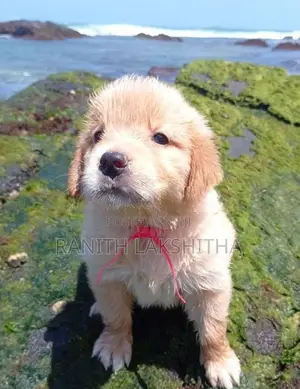 Golden Retriever Puppies
