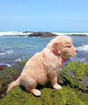 Golden Retriever Puppies