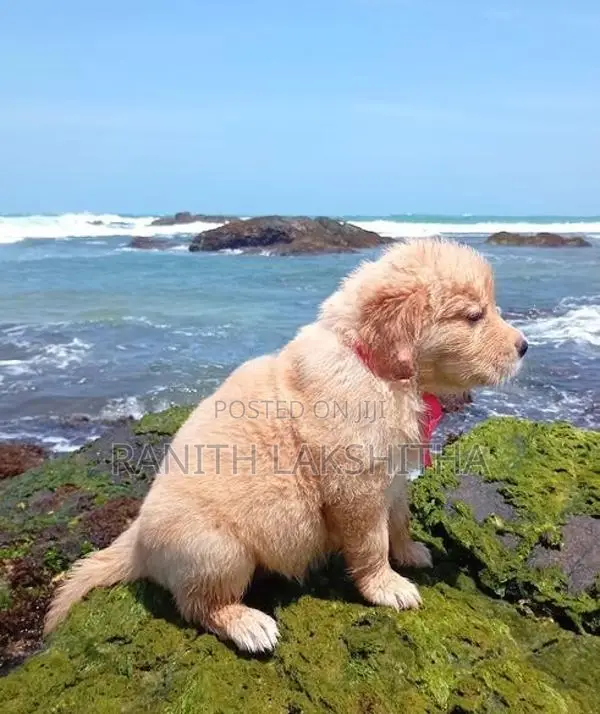 Golden Retriever Puppies