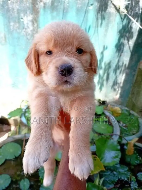 Golden Retriever Puppies
