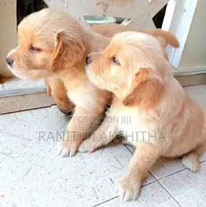 Golden Retriever Puppies