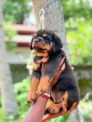 Rottweiler Puppies