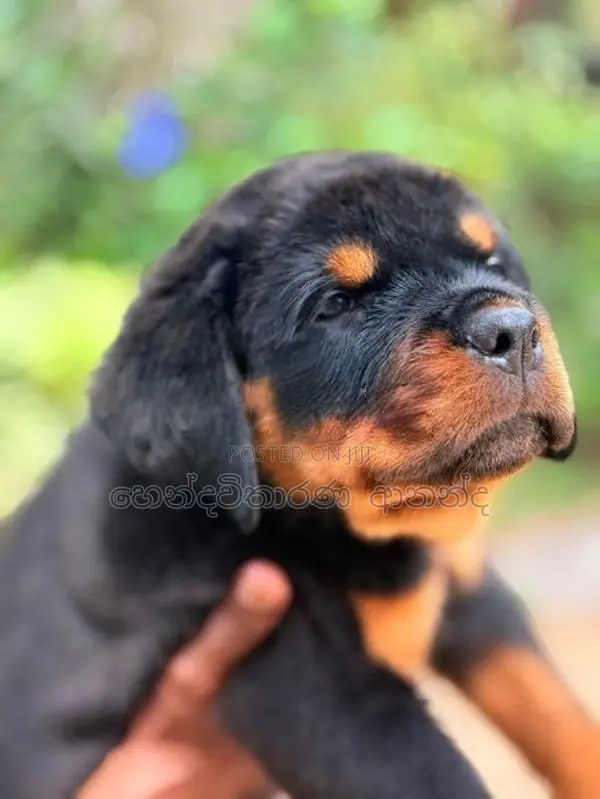 Rottweiler Puppies