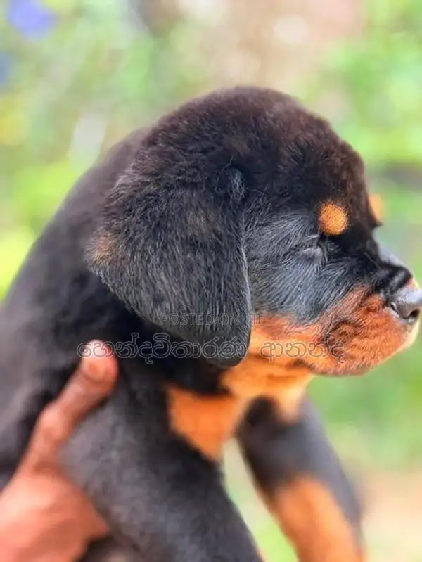 Rottweiler Puppies
