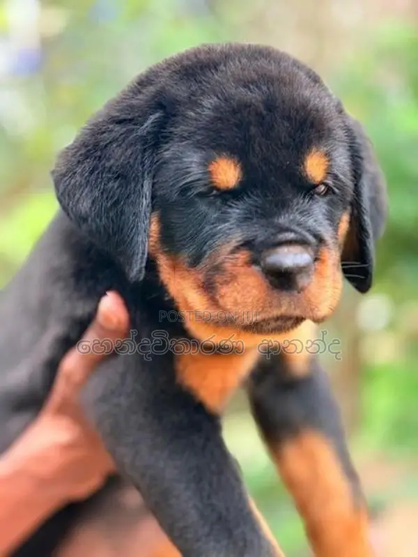 Rottweiler Puppies