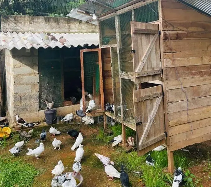 Pigeons