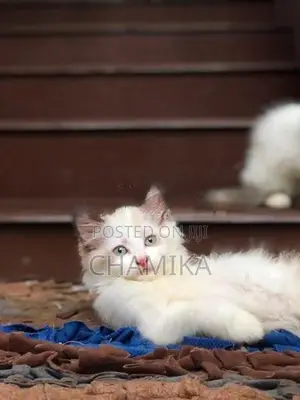 Cross Persian Cats