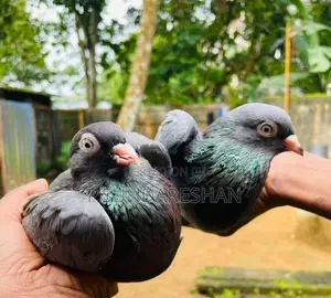 Pigeons