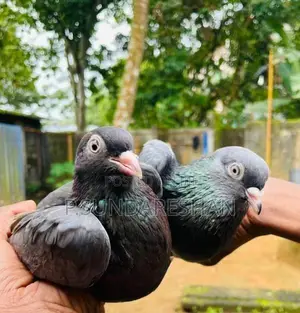 Pigeons