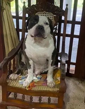 American Bully