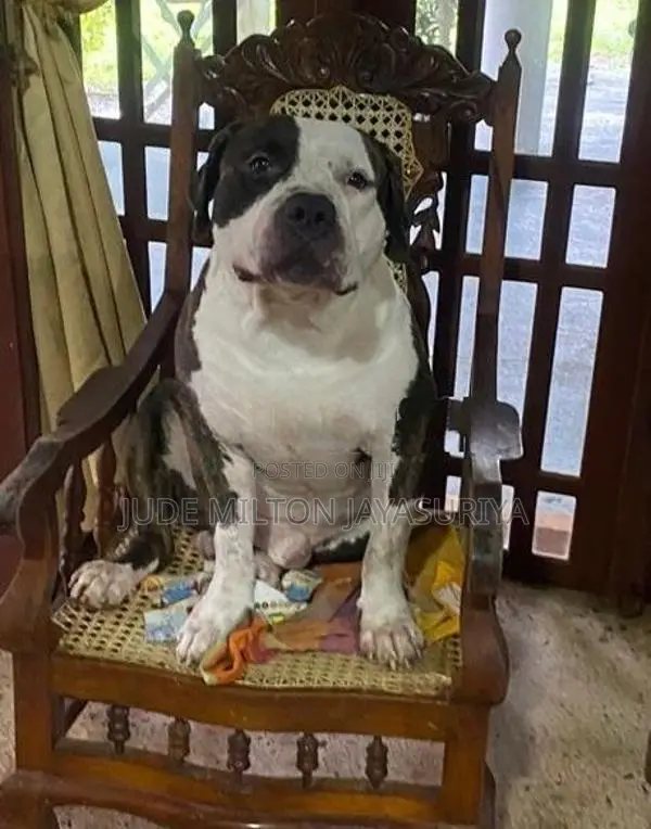 American Bully