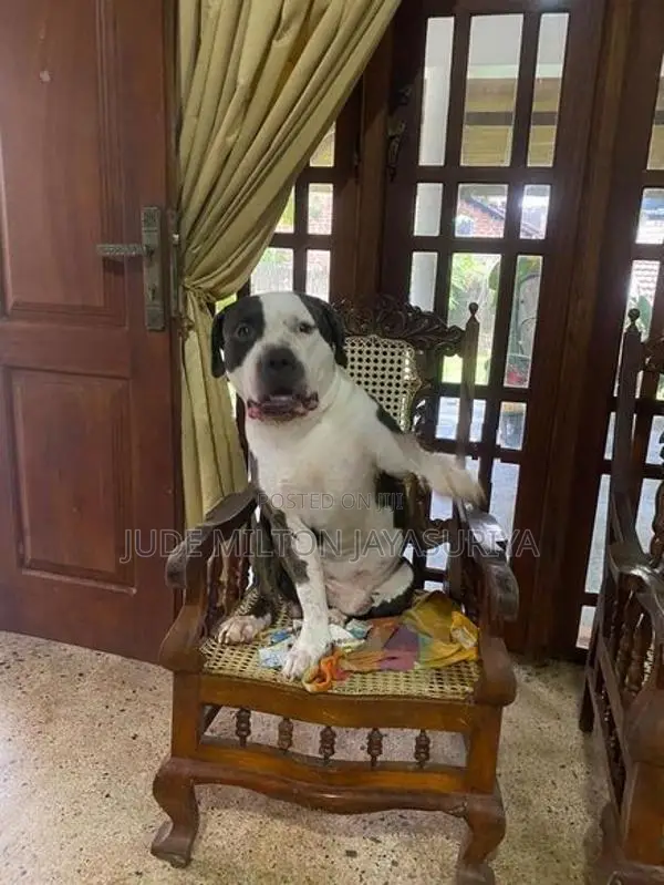 American Bully