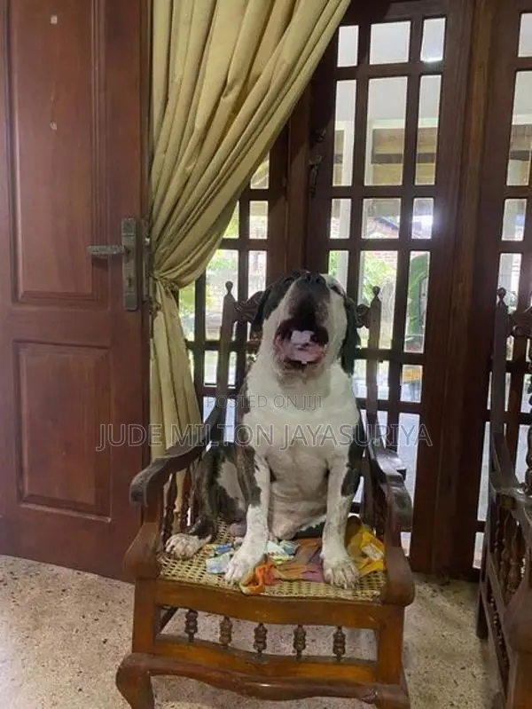 American Bully
