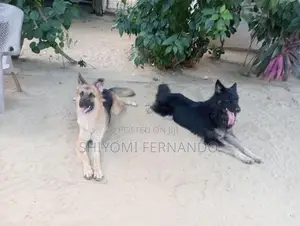 **ஆரோக்கியமான ஷெப்பர்ட் நாய்கள் விற்பனைக்கு**