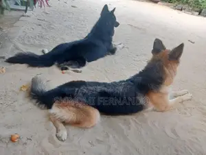 **ஆரோக்கியமான ஷெப்பர்ட் நாய்கள் விற்பனைக்கு**