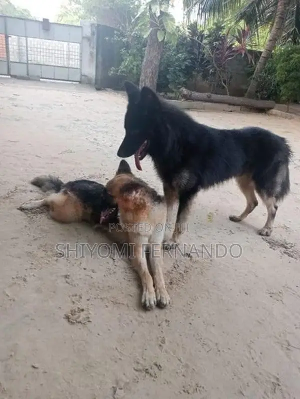 **ஆரோக்கியமான ஷெப்பர்ட் நாய்கள் விற்பனைக்கு**
