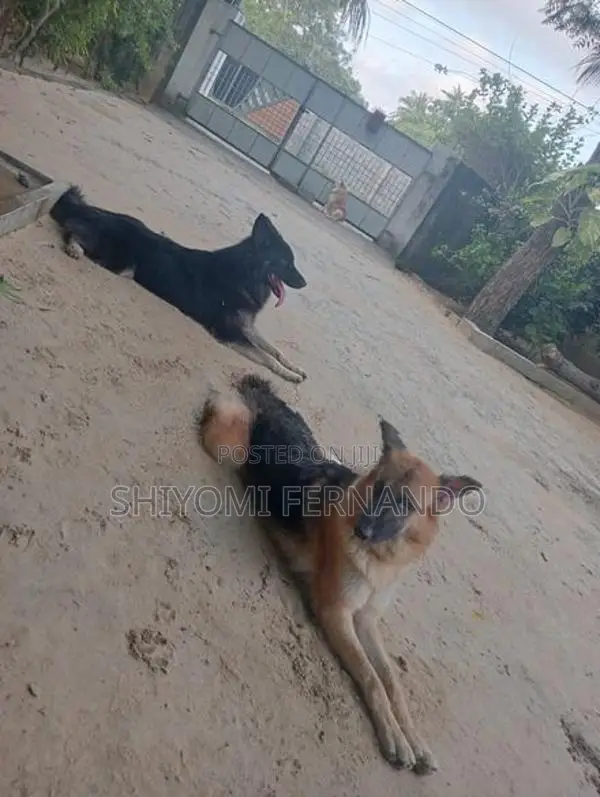 **ஆரோக்கியமான ஷெப்பர்ட் நாய்கள் விற்பனைக்கு**