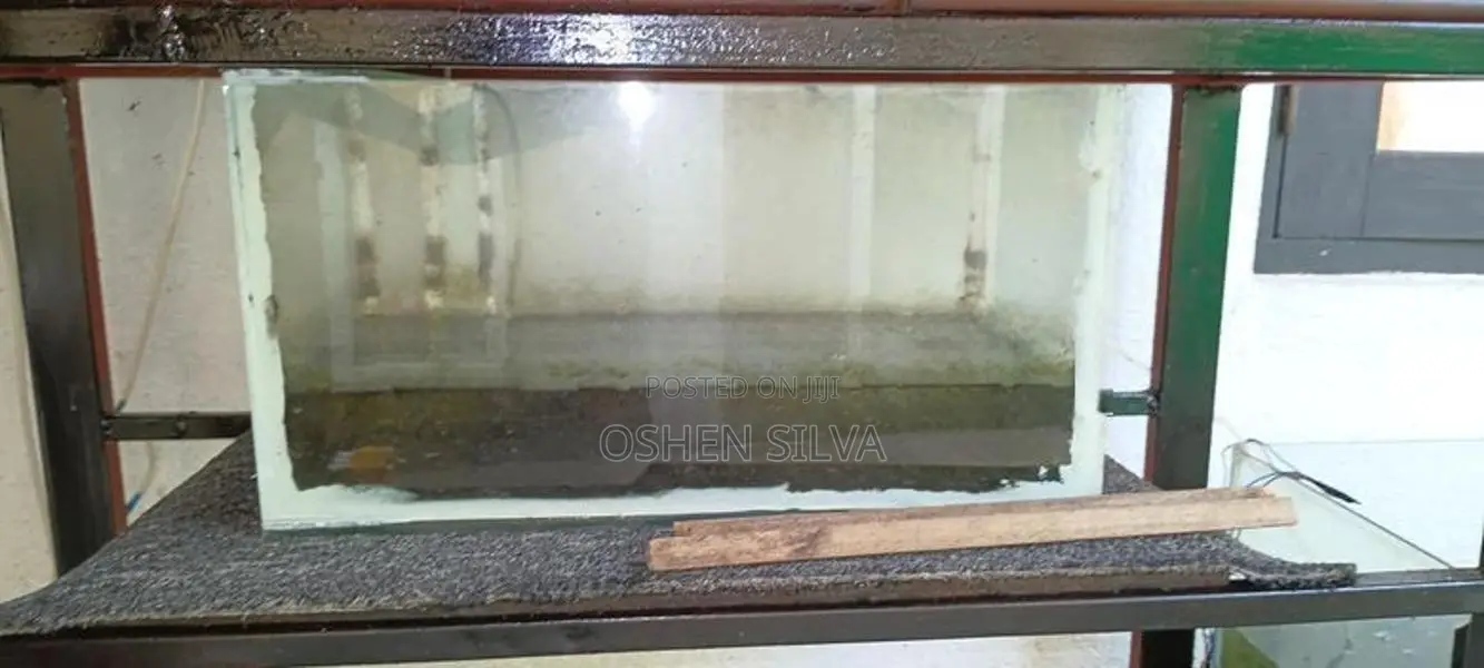 Fish Tank