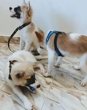 Pomeranian male puppies