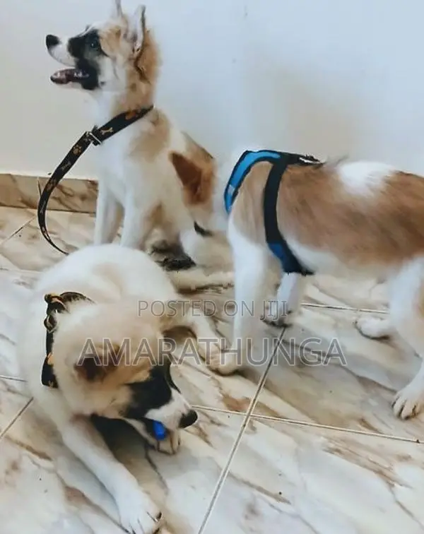 Pomeranian male puppies