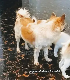 Pomeranian male puppies