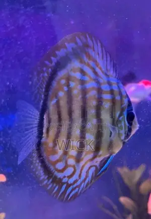 Discus 12 CM
