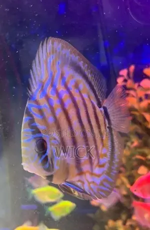 Discus 12 CM