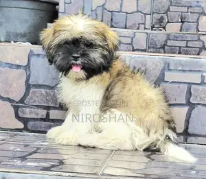Shih Tzu Puppy