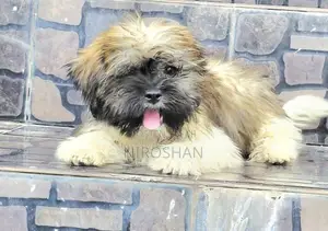 Shih Tzu Puppy