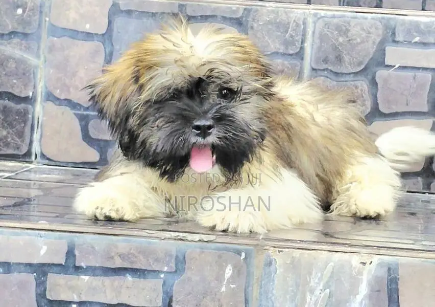 Shih Tzu Puppy
