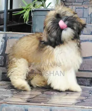 Shih Tzu Puppy