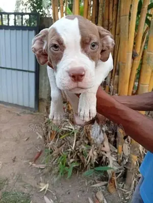 American Bully Puppies