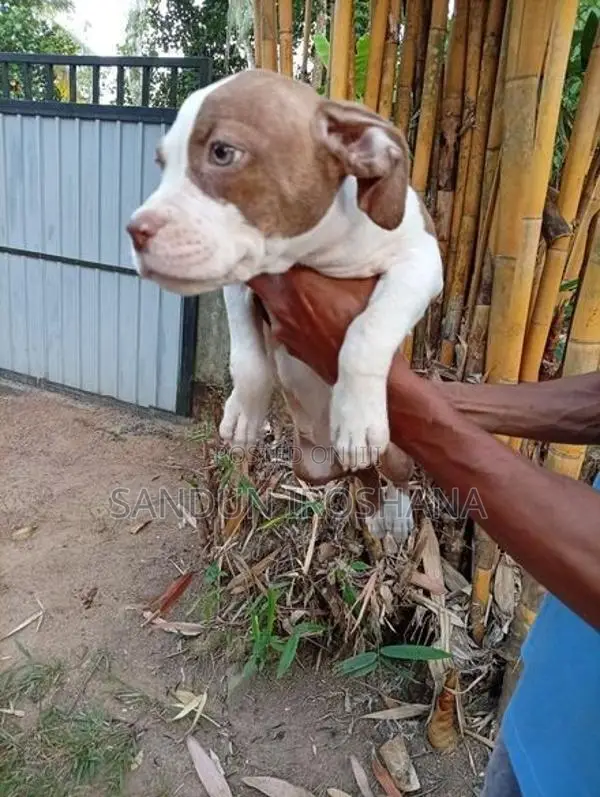 American Bully Puppies