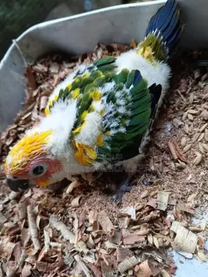 Sunconur Ckicks