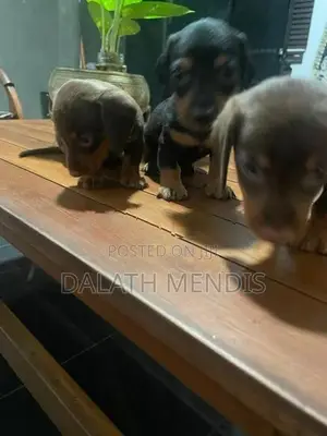 Dashound Puppies