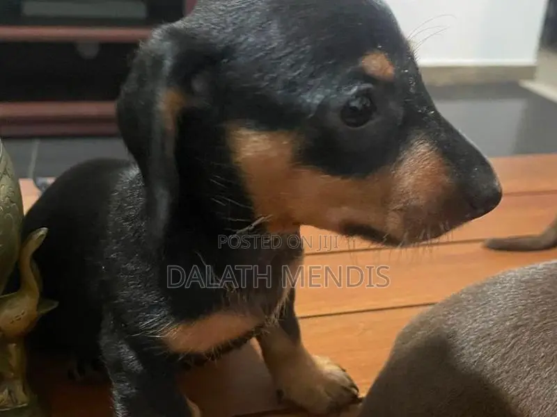 Dashound Puppies