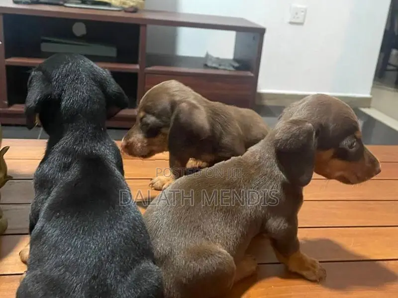 Dashound Puppies