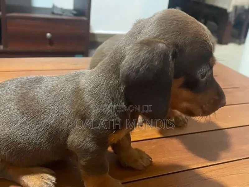 Dashound Puppies