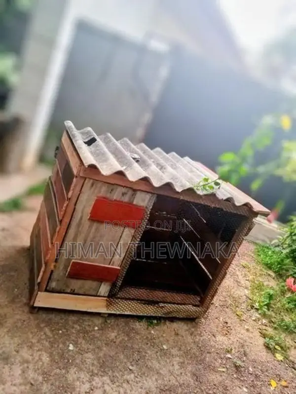 Dog House