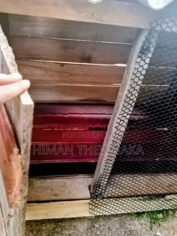 Dog House