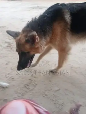 German Shepherd Dog