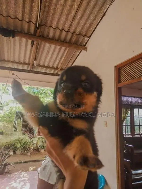 Rottweiler Puppies