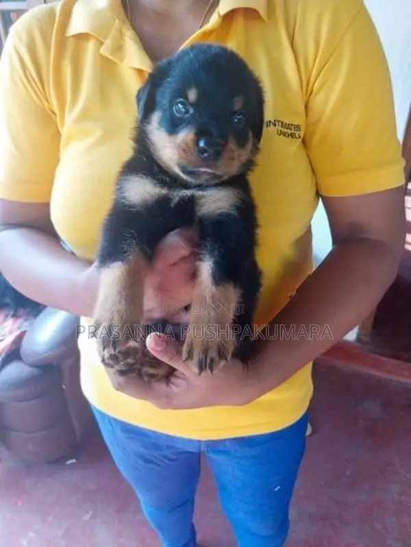 Rottweiler Puppies