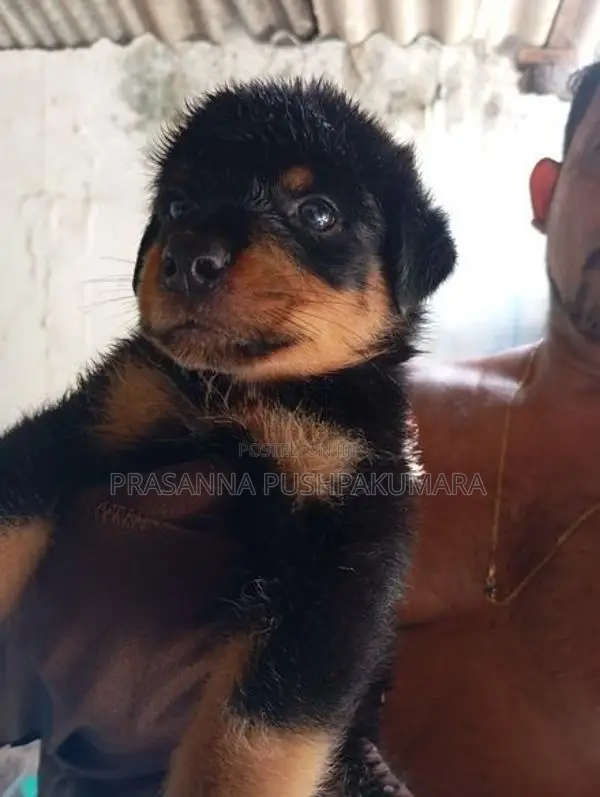 Rottweiler Puppies
