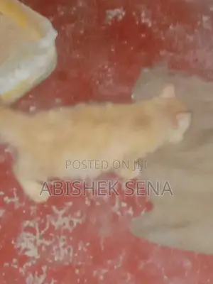 Persian Cat Kitten