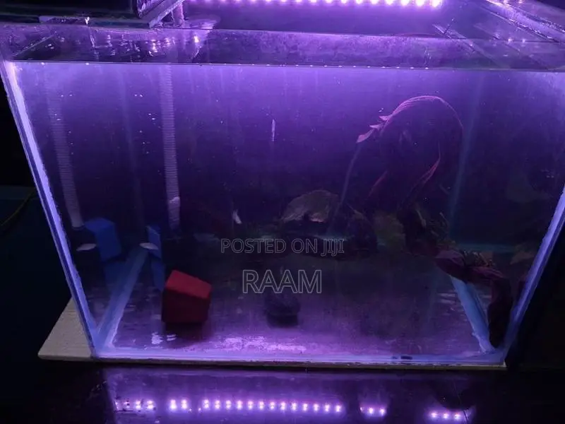 Aquarium Set