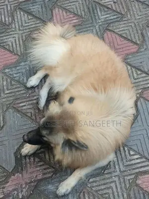 Keeshond Puppy